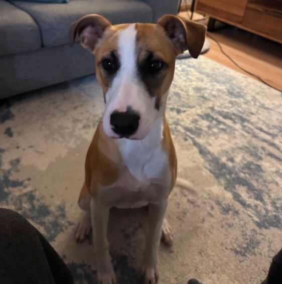 Dog enjoying outdoors